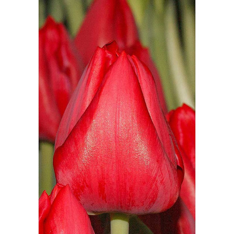 Тюльпан Хелен Валстар 11/12 7 шт Садовита