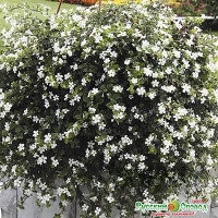 Бакопа Сноутопия F1  НК Ц