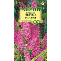Буддлея Давида видовая розовая Гавриш Ц х10