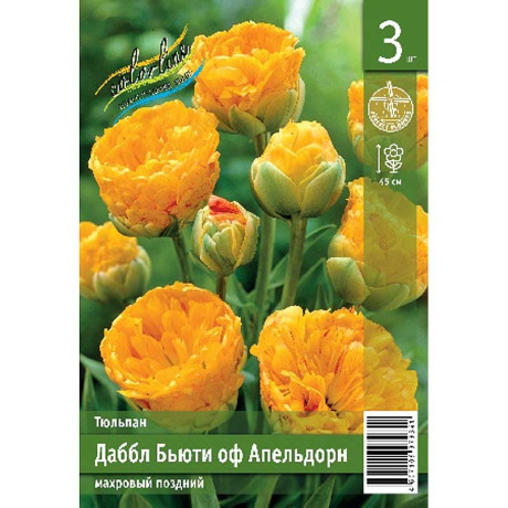 Тюльпан Даббл Бьюти Оф Апельдорн 11/12 3 шт