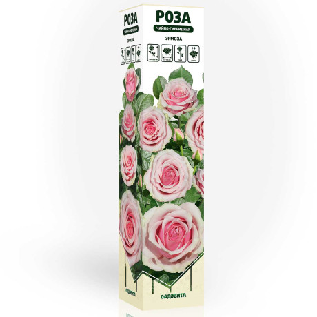 Роза чайно-гибридная Эрмоза Садовита