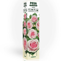 Роза чайно-гибридная Эрмоза Садовита