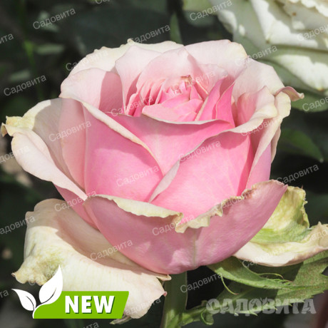 Роза чайно-гибридная Эрмоза Садовита