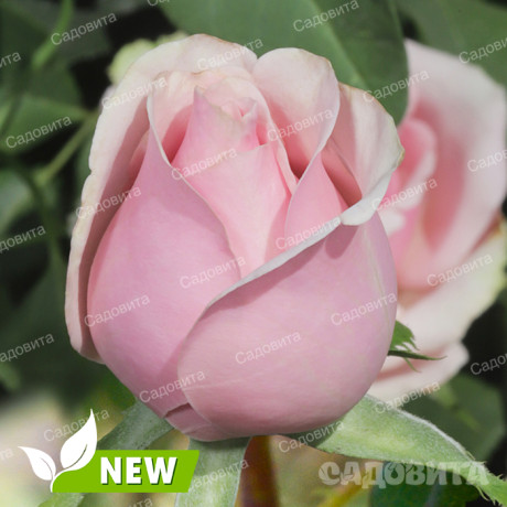 Роза чайно-гибридная Эрмоза Садовита