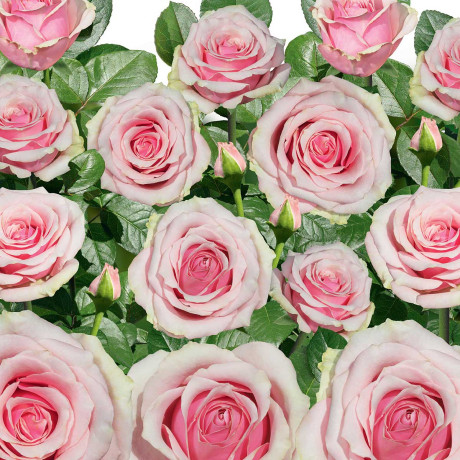 Роза чайно-гибридная Эрмоза Садовита