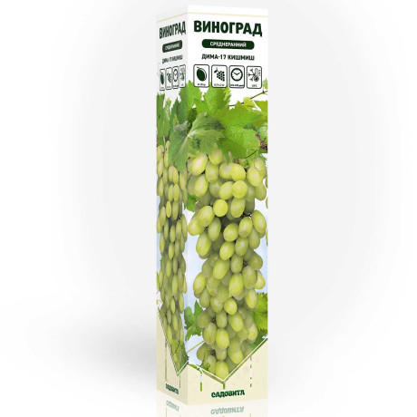 Виноград Дима-17 кишмиш среднеранний Садовита