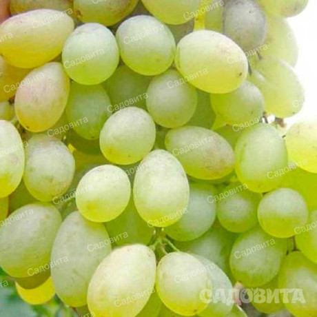 Виноград Дима-17 кишмиш среднеранний Садовита