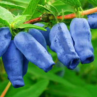 Жимолость Бакчарская Садовита