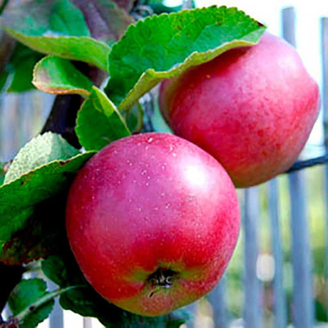 Яблоня Спартан (семенной подвой) Садовита