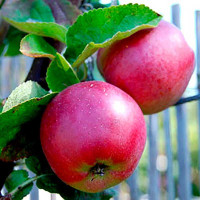 Яблоня Спартан (семенной подвой) Садовита