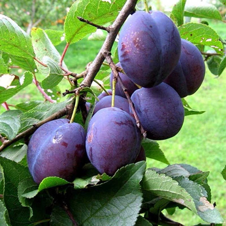 Слива Богатырская Садовита