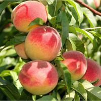 Персик Белгородский Садовита