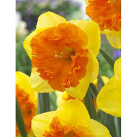 Нарцисс Брайт Корсаж 12/14 1 шт