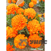 Бархатцы Абрикос Примо НК Ц