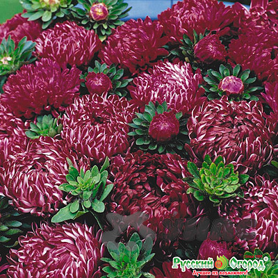 Астра Риббон РЭД НК Ц