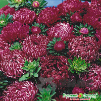 Астра Риббон РЭД НК Ц