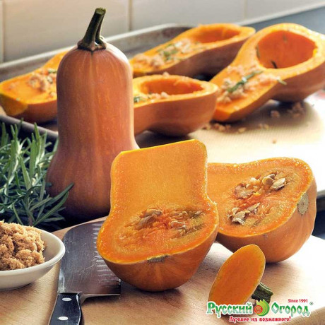 Тыква Медовая гитара НК Ц