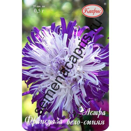 К Астра Франсуаза бело-синяя