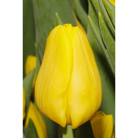 Тюльпан Лобке 11/12 7 шт Садовита