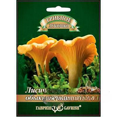 Мицелий Лисички на зерновом субстрате Гавриш Ц