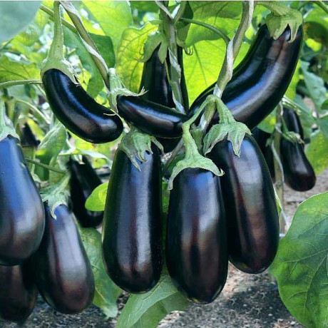Баклажан Эпик (1000шт) Маринда/Seminis