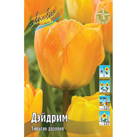 5096 Шоу-Бокс Тюльпан Дэйдрим 10/11 100 шт