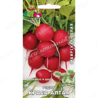 Редис Краса Алтая Поиск