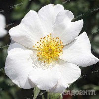 Роза Канадская (плетистая) Невада Садовита