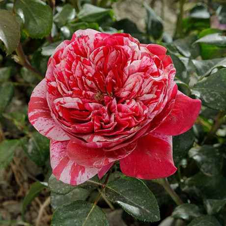 Роза плетистая Инес Састр Садовита