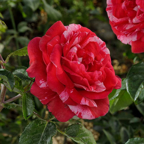 Роза плетистая Инес Састр Садовита