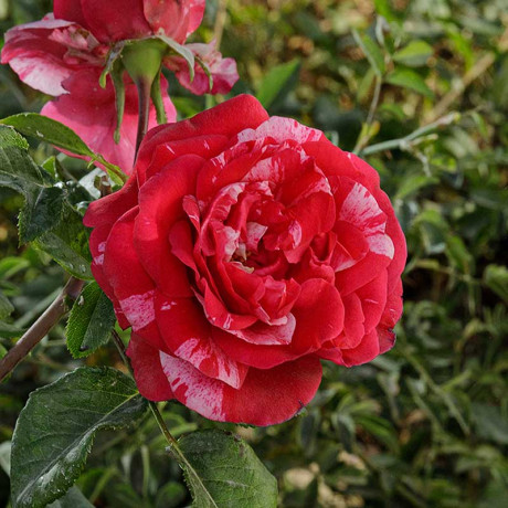 Роза плетистая Инес Састр Садовита