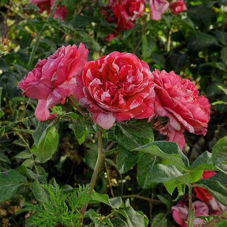 Роза плетистая Инес Састр Садовита