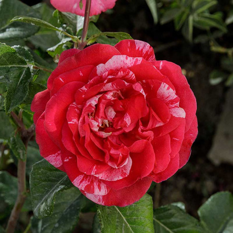 Роза плетистая Инес Састр Садовита