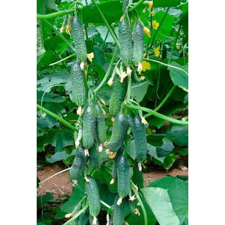 Огурец Кибрия 1000 шт RZ