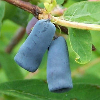 Жимолость Герда Садовита