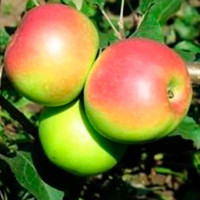 Яблоня Уэлси (семенной подвой) Садовита