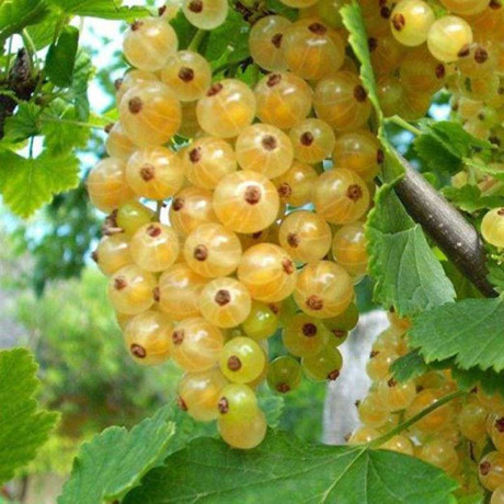 Смородина белая Баяна Садовита