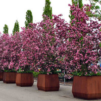 Яблоня Рудольф декоративная Садовита