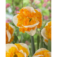 Нарцисс Свирл 12/14 1 шт