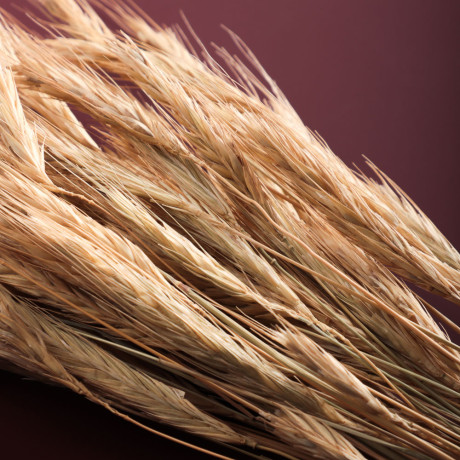 Сухоцветы Ячмень, Могара, тм Колхоз Луч, 70г, в ассортименте