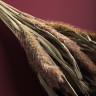 Сухоцветы Ячмень, Могара, тм Колхоз Луч, 70г, в ассортименте