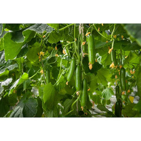 Огурец Ермак 1000шт (СК) Гавриш