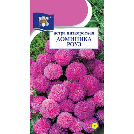 Астра Доминика Роуз низк Урожай у дачи Ц