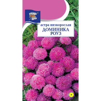 Астра Доминика Роуз низк Урожай у дачи Ц
