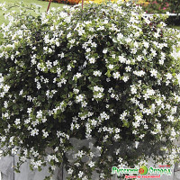 Бакопа Сноутопия F1  НК Ц