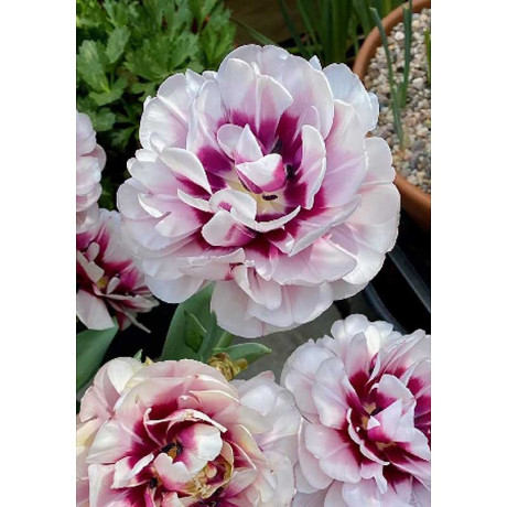 Тюльпан Фисташка 11/12 5 шт