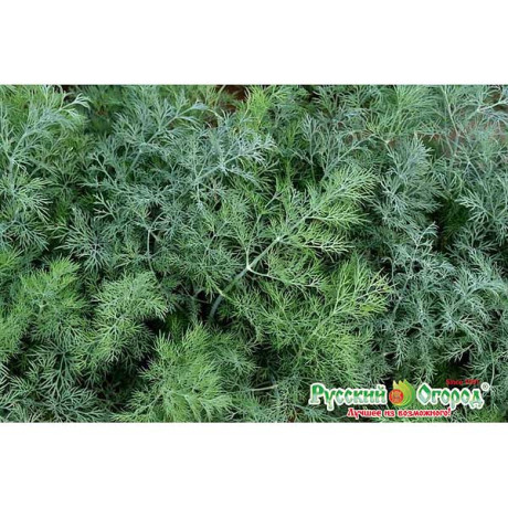 Укроп Русич НК Ц