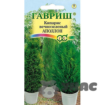 Комнатный Кипарис вечнозеленый Апполон Гавриш Цх10