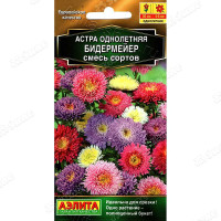 Астра Бидермейер смесь Аэлита Ц