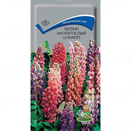 Люпин Минарет низк. Поиск Ц